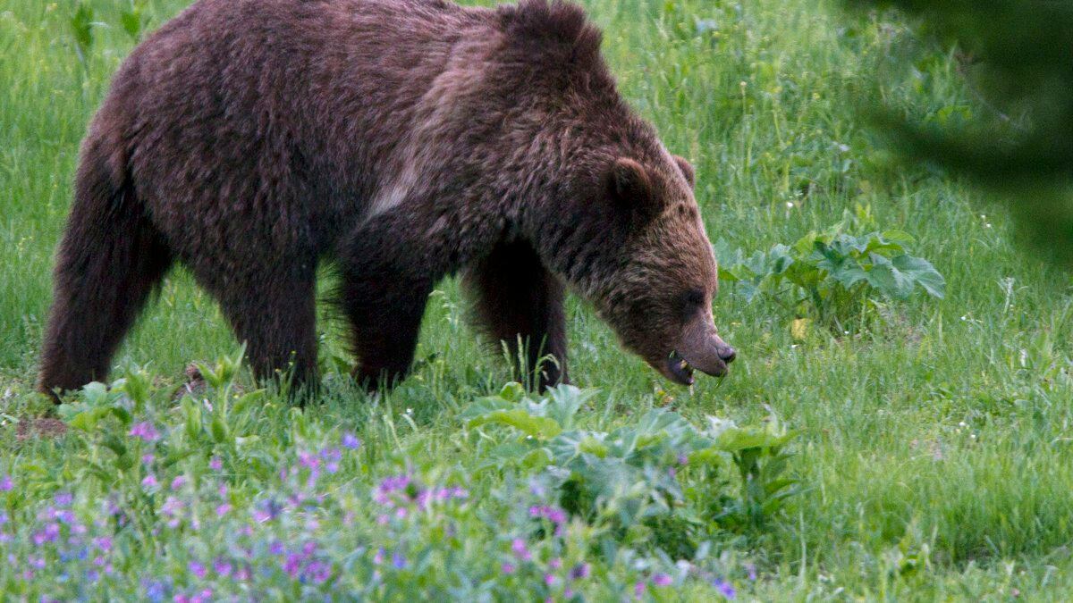 FILE - In this July 6, 2011, file photo, a grizzly bear roams near Beaver Lake in Yellowstone...